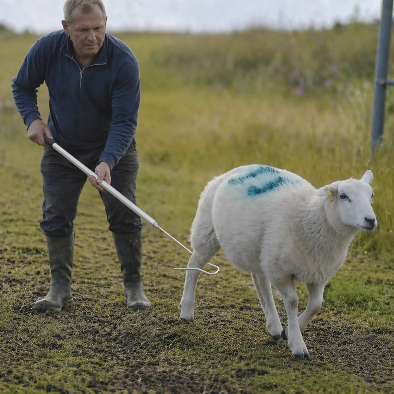 Sheep catcher leg hook being used in pasture